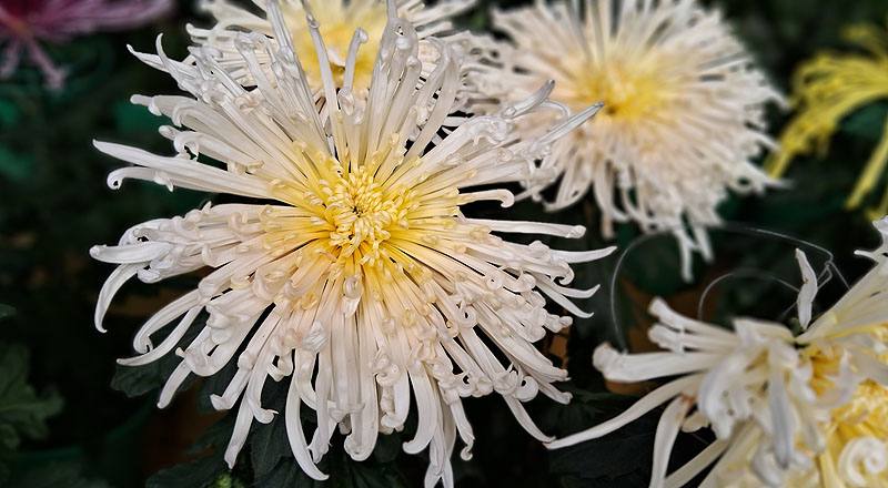 大菊 粉麵線 實拍圖片4