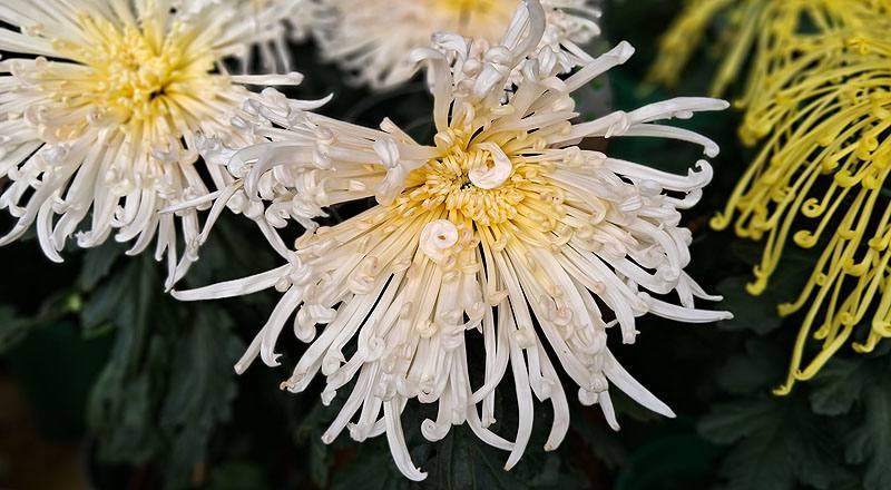 大菊 粉麵線 實拍圖片5