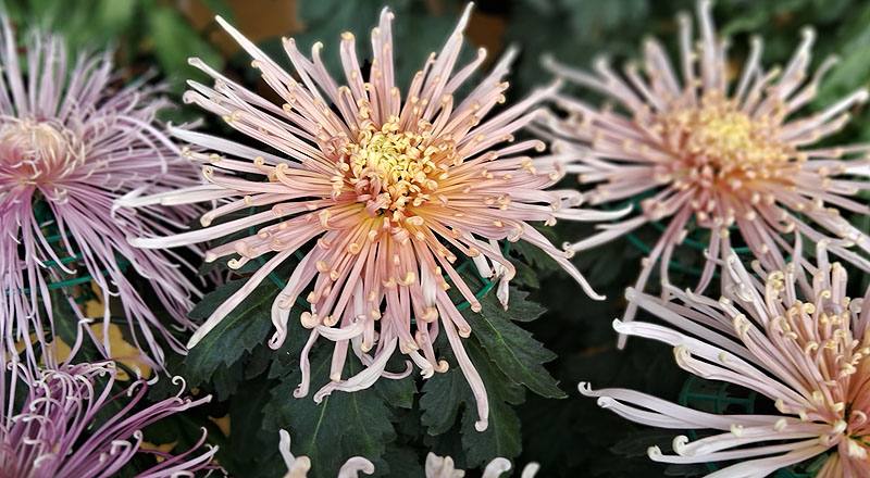 大菊 粉麵線 實拍圖片8