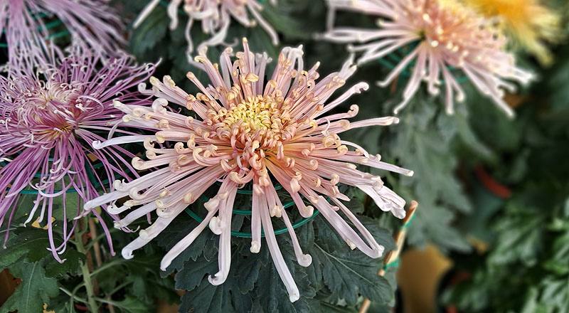 大菊 粉麵線 實拍圖片7