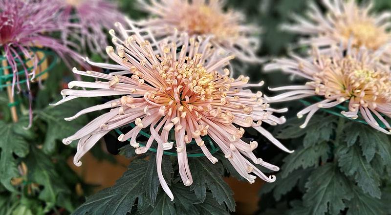 大菊 粉麵線 實拍圖片9