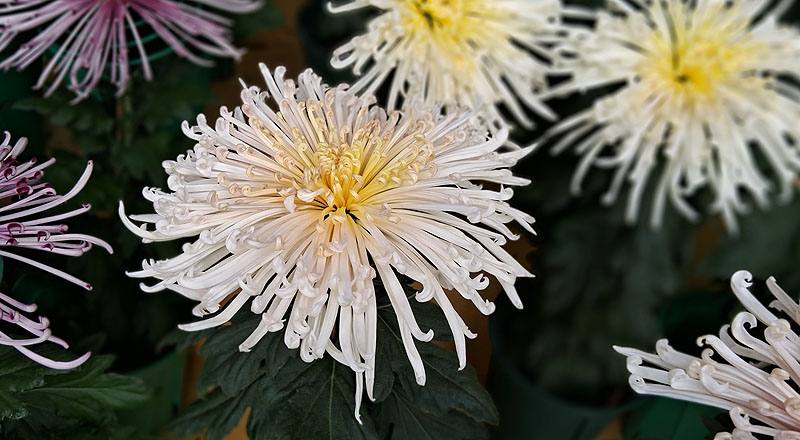 大菊 粉麵線 實拍圖片2