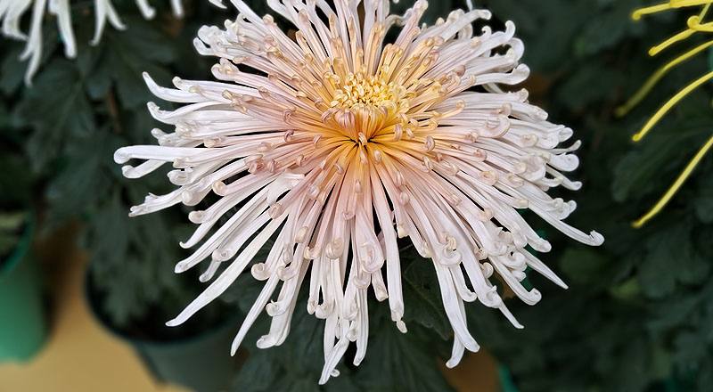 大菊 粉麵線 實拍圖片1