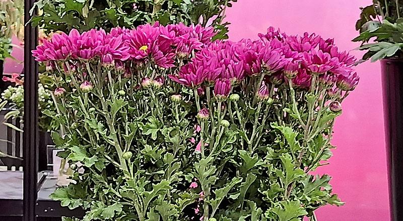 菊花日本小紅花材實拍圖