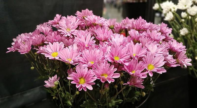 菊花卡洛琳花材實拍圖