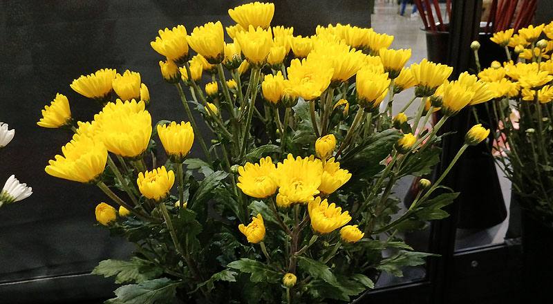 菊花黃風車花材實拍圖