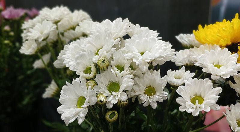 菊花林克小白花材實拍圖