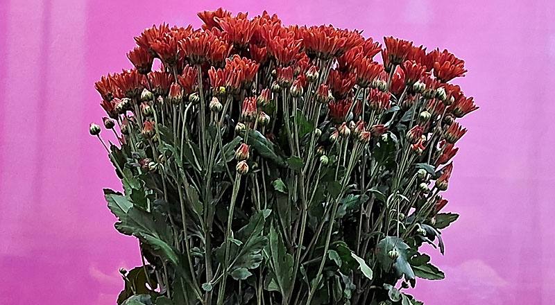 小菊 卡洛金 實拍圖片1