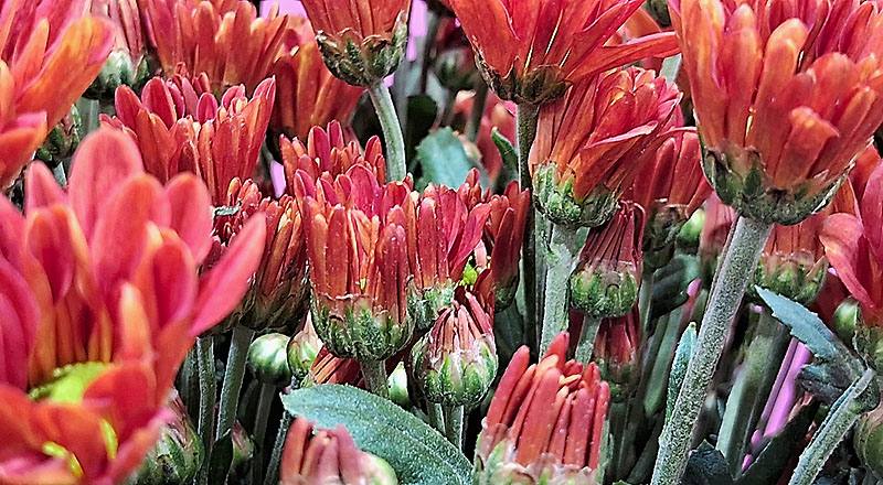 小菊 卡洛金 實拍圖片5