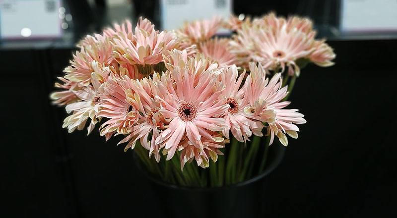 菊花非洲菊花材實拍圖