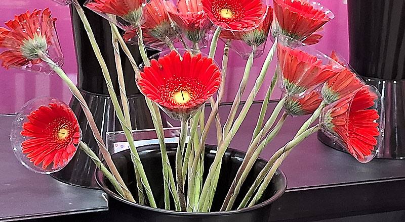 菊花天籟花材實拍圖