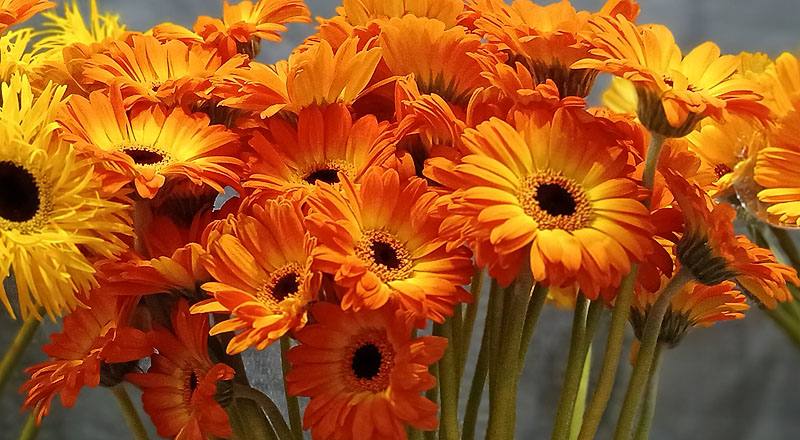 非洲菊 橙 實拍圖片7