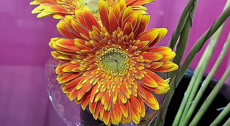 非洲菊 橙 實拍圖片4