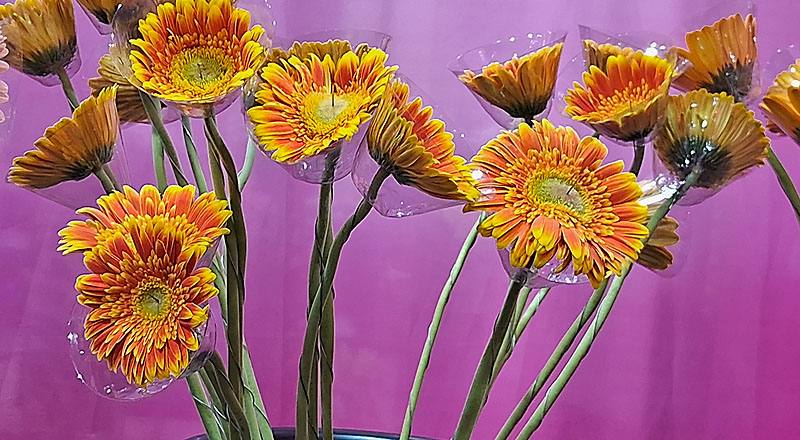 非洲菊 橙 實拍圖片2