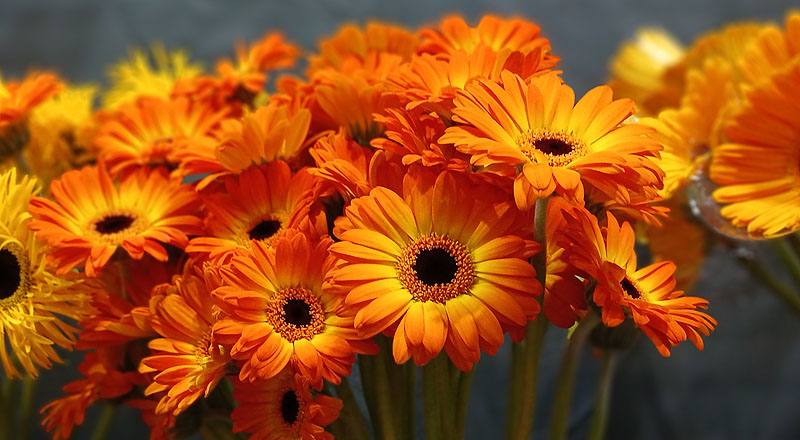 非洲菊 橙 實拍圖片9