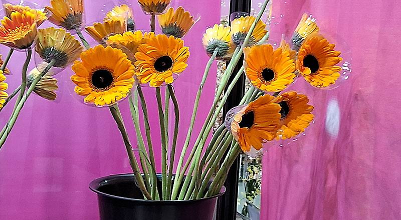 菊花金爵花材實拍圖