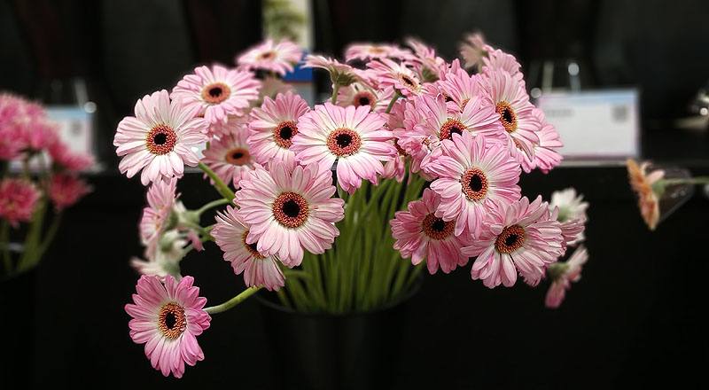 菊花粉花材實拍圖