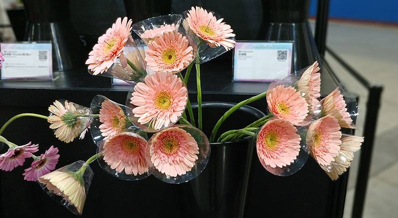 菊花粉紅魅力花材實拍圖