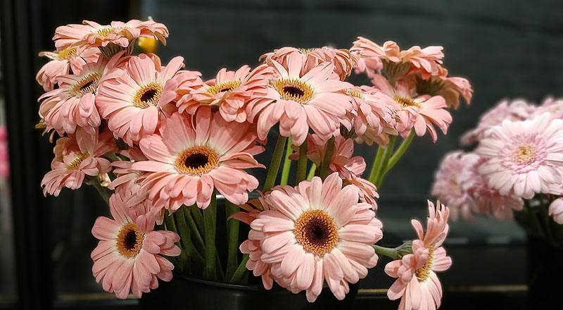 菊花迷你紅花材實拍圖