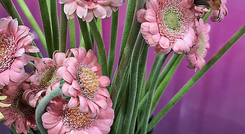 菊花迷你粉花材實拍圖