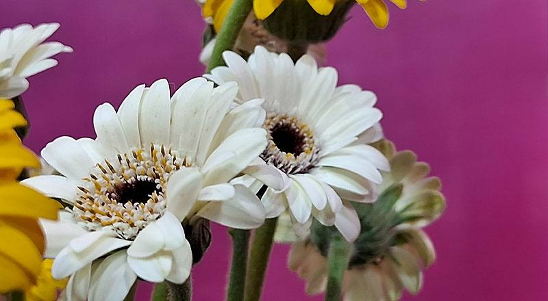 菊花迷你白花材實拍圖