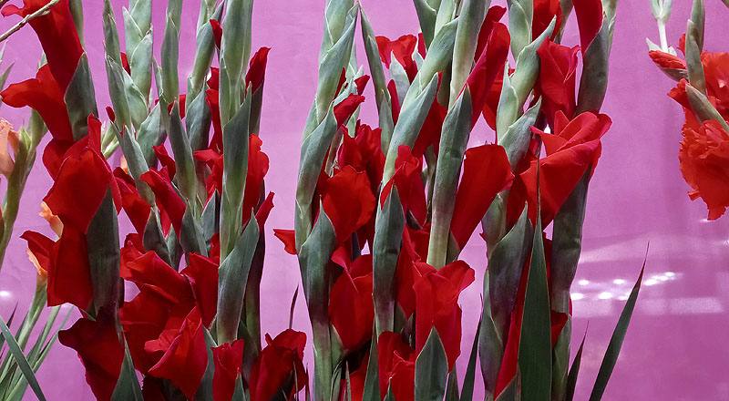 劍蘭 紅 實拍圖片2