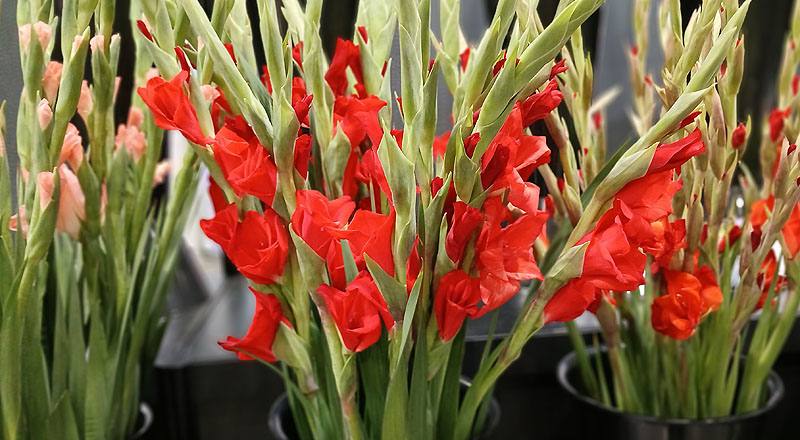 劍蘭 紅 實拍圖片4