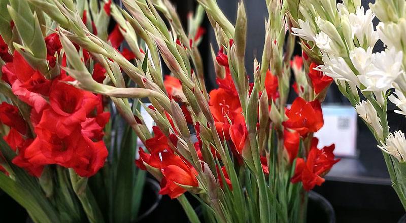 蘭花|劍蘭２３５號花材實拍圖