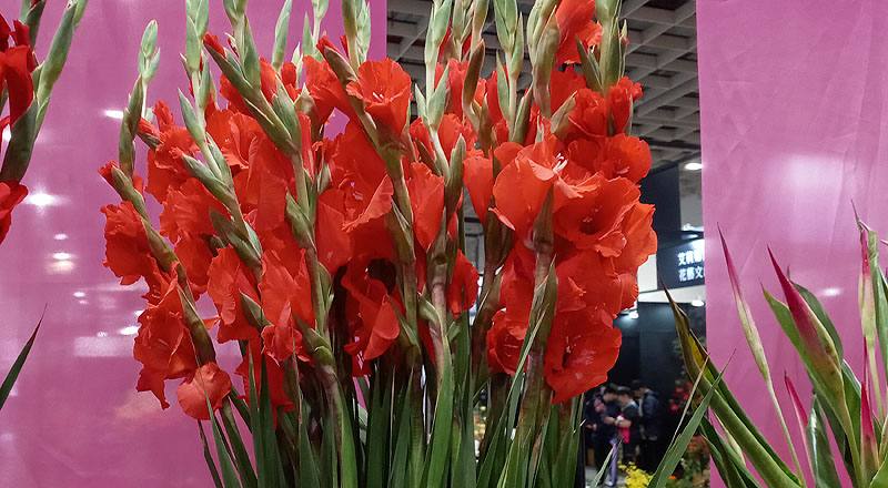 蘭花新種紅花材實拍圖