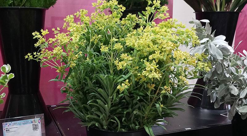 其它花卉八卦草(黃河)花材實拍圖