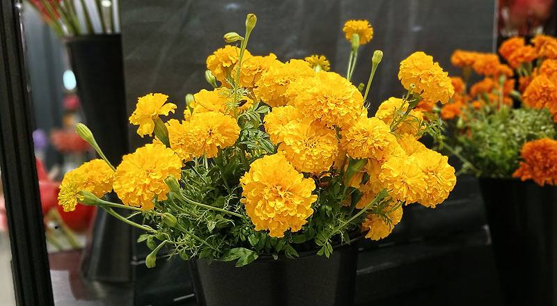 萬壽菊  第 2 張圖片