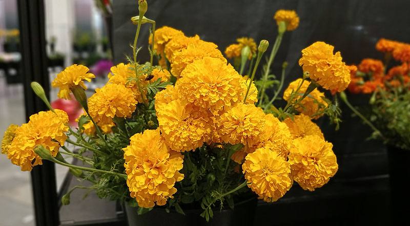 萬壽菊  第 3 張圖片