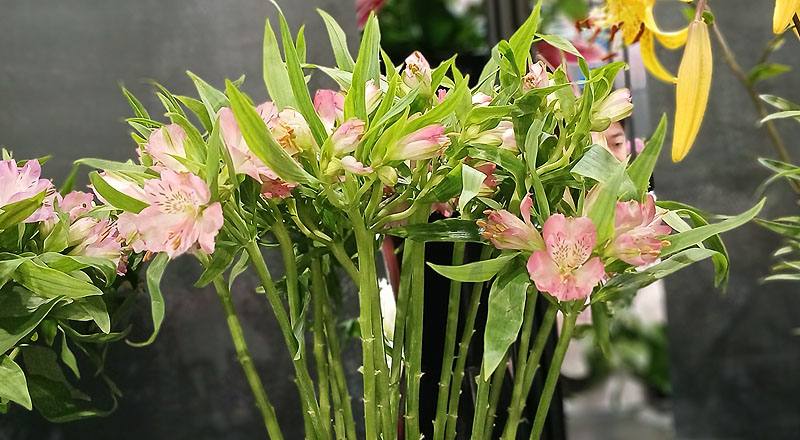 百合花粉花材實拍圖