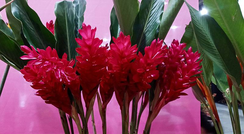 其它花卉紅薑花花材實拍圖