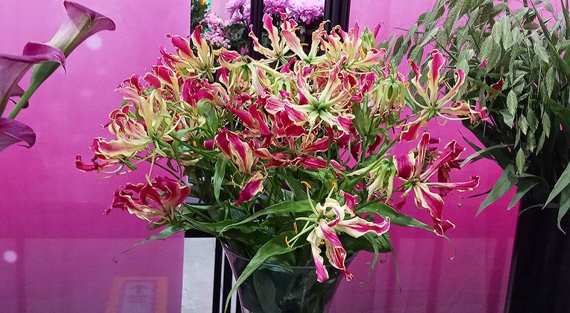 其它花卉嘉蘭<火焰百合>花材實拍圖