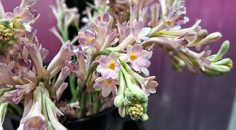 夜來香 單瓣 實拍圖片7