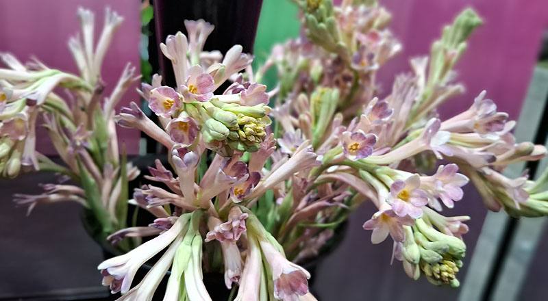 夜來香 單瓣 實拍圖片6