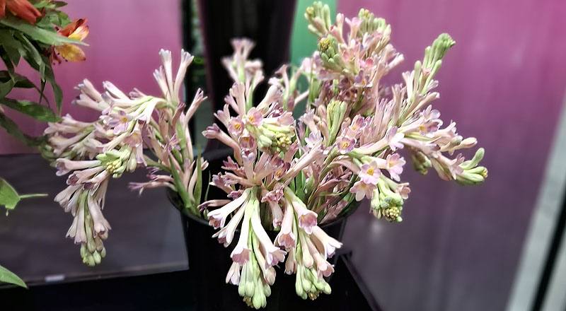 夜來香 單瓣 實拍圖片5