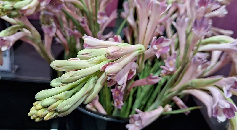 夜來香 單瓣 實拍圖片3