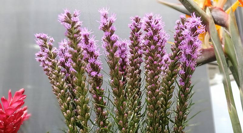 其它花卉秀線花材實拍圖