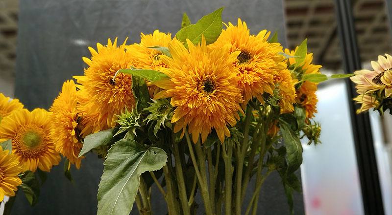 向日葵 東北八重 實拍圖片1