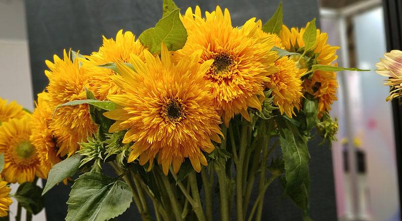 向日葵 東北八重 實拍圖片3