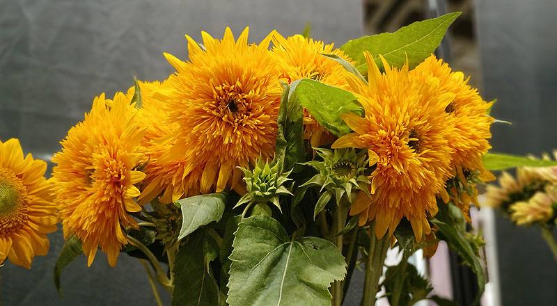 向日葵 東北八重 實拍圖片2