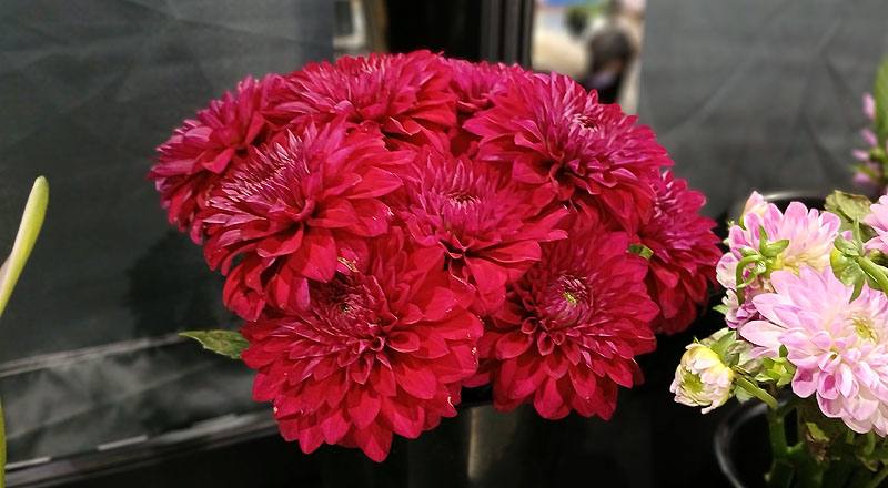 大理花紅色花材實拍圖