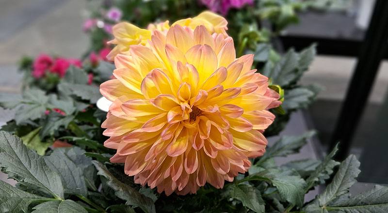 大理花雙色花材實拍圖