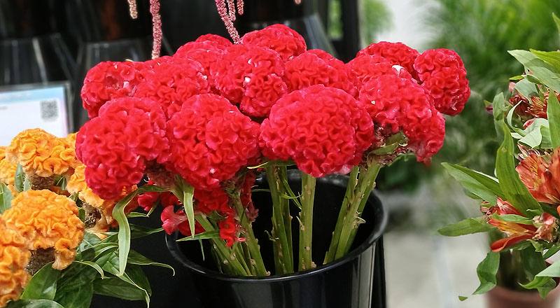 雞冠花清紅花材實拍圖