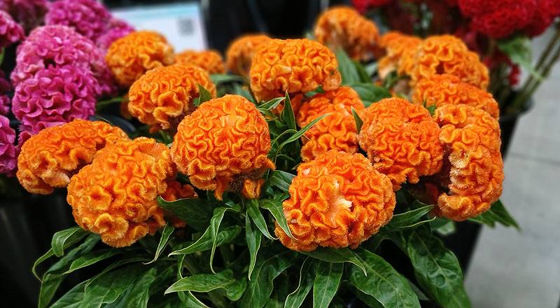 雞冠花黃花材實拍圖