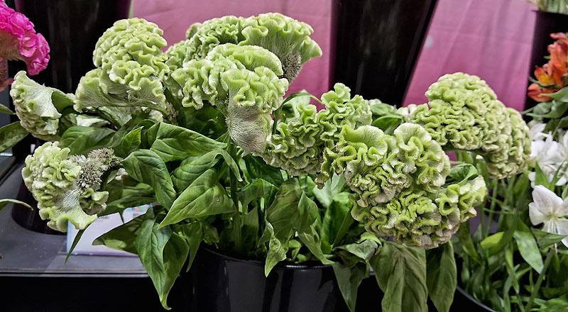 雞冠花 綠 實拍圖片2