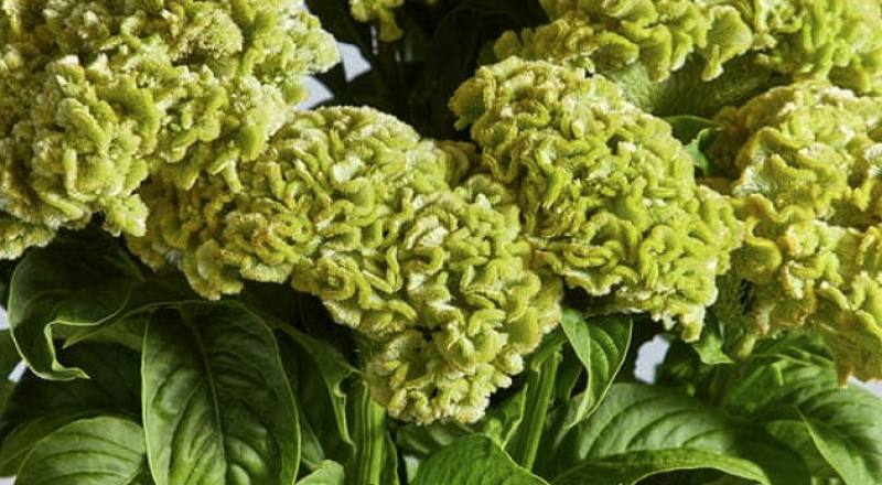 雞冠花 綠 實拍圖片5