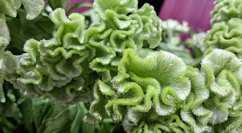 雞冠花 綠 實拍圖片4